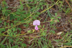 Tephrosia maxima